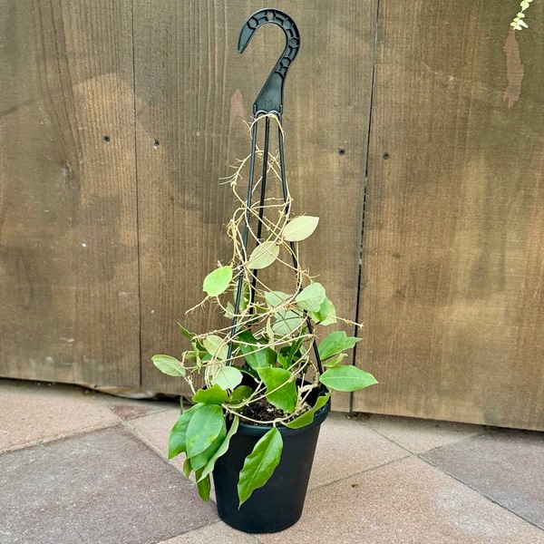 観葉植物：ホヤ パトリシア*5号吊り | 観葉植物,吊り鉢 | 遊恵盆栽 本店