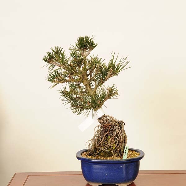 盆栽 ：寿松* 現品 ことぶきまつ クロマツ Kuromatsu bonsai 中品盆栽