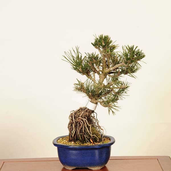 黒松　盆栽　逸品　大品盆栽　bonsai 中品盆栽 小品盆栽 bonsaiukiyoe | 黒松 #盆栽 #黒松 #ミニ盆栽 #小品盆栽 #bonsai