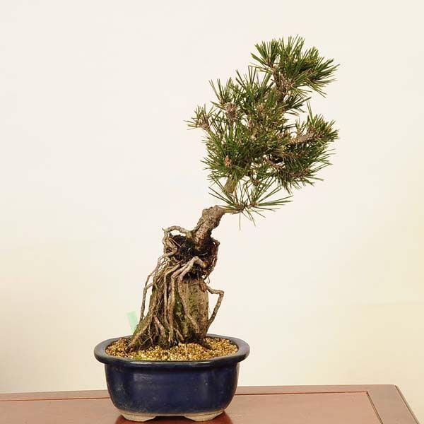 黒松の盆栽 約43cm 黒松の盆栽 約43cm