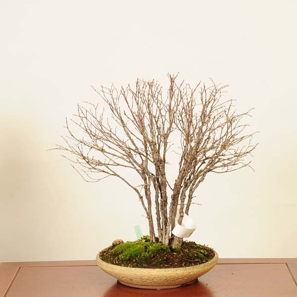 ߺϡݰ(䤭)*䥭 Zelkova serrataKeyaki bonsai ߺ