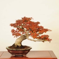 盆栽 特選：獅子頭(シシガシラ)紅葉 現品 *もみじ モミジ Acer momiji