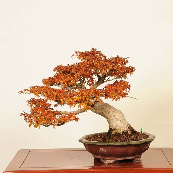 盆栽 特選：獅子頭(シシガシラ)紅葉 現品 *もみじ モミジ Acer momiji