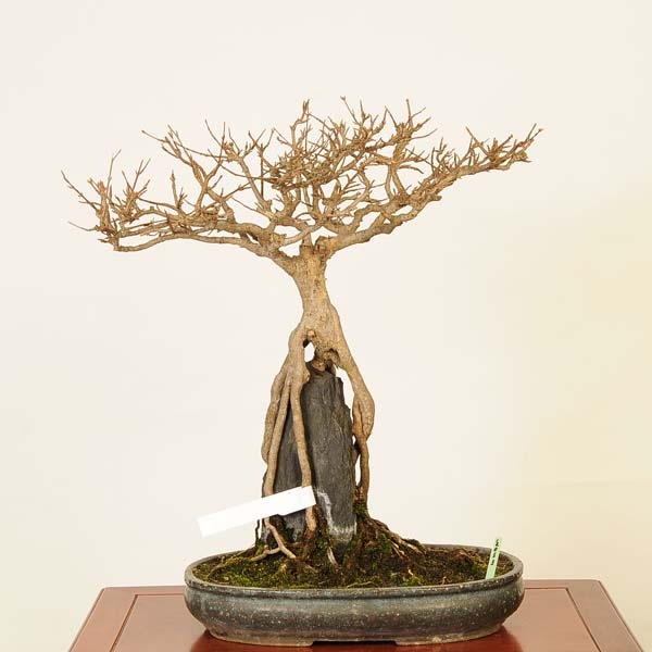 ߺϡ*ǡǡKaede bonsai   Acer ߺ