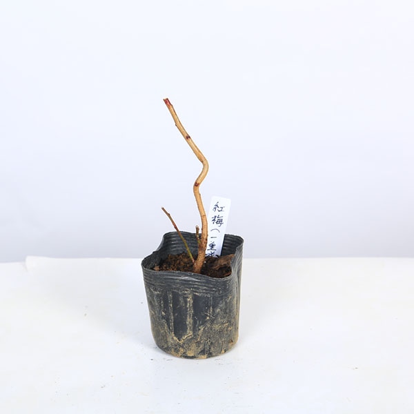 幼木苗：紅梅（一重咲）*ウメ うめ | 新着商品,新入荷苗・再入荷苗