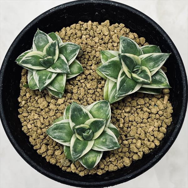 ☆特価☆多肉植物：アガベ ピンキー 3個入り*幅3.2～3.5cm