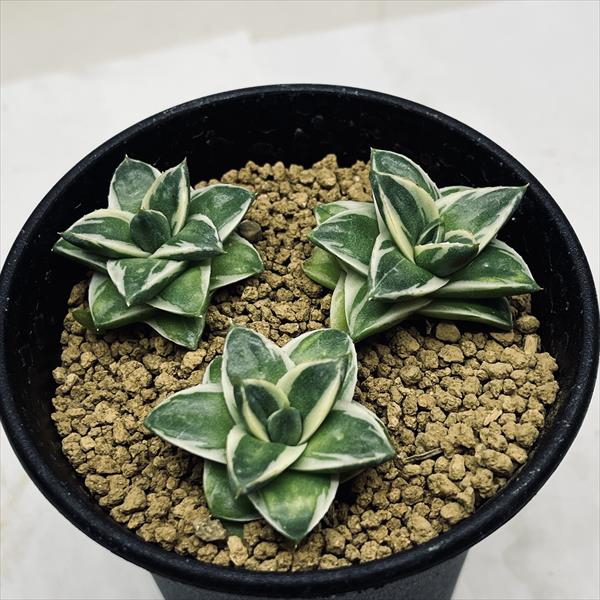 アガベ　ピンキー　希少　しっかり発根安心株 アガベ ピンキー 希少 しっかり発根安心株 アガベ ピンキー 成長