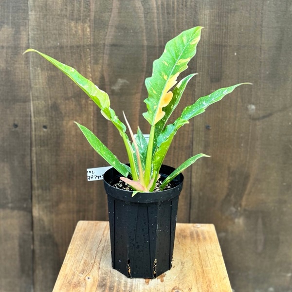 おしゃれ 観葉植物：フィロデンドロン リングオブファイアー*4号