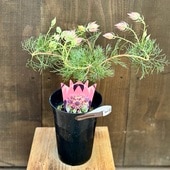 ���硼������ꥢ �ץ�ƥ��ԥ� ������� ���տ�ʪ ���ġ��ץ�ƥ��ԥ�*5�� �ͥ��ƥ��֥ץ���