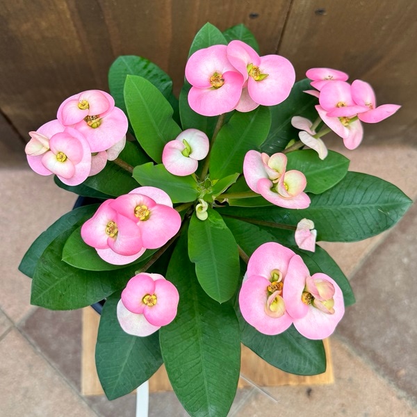 観葉植物 多肉植物 花色選べます：花キリン 八福神*ユーフォルビア