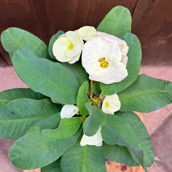 観葉植物 多肉植物 花色選べます：花キリン 八福神*ユーフォルビア