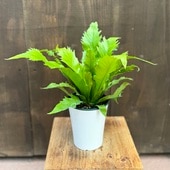 ���տ�ʪ�������ץ�˥���*4��ץ�ݥå� ���˥勵��