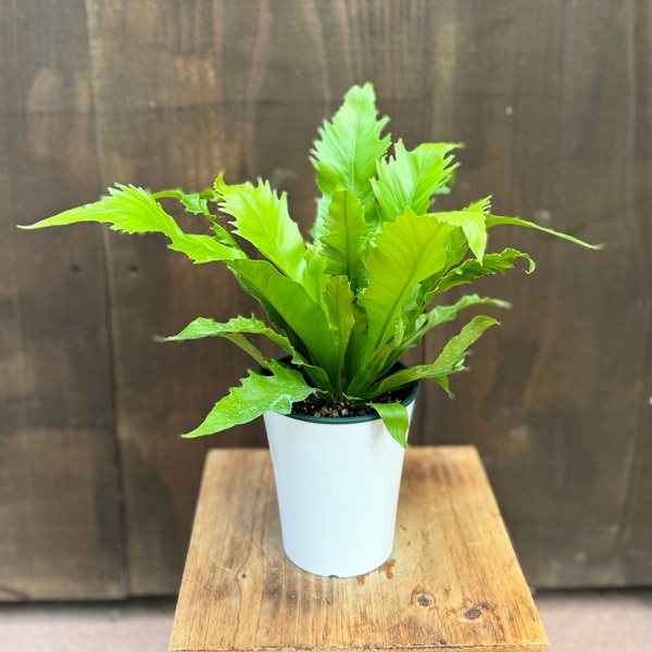 観葉植物：アスプレニウム*4号プラポット タニワタリ | 観葉植物