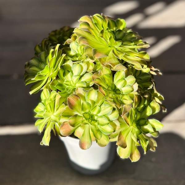 観葉植物：アエオニウム 韶華錦*5号 ショウカニシキ | 観葉植物