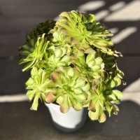観葉植物：アエオニウム 韶華錦*5号 ショウカニシキ | 観葉植物