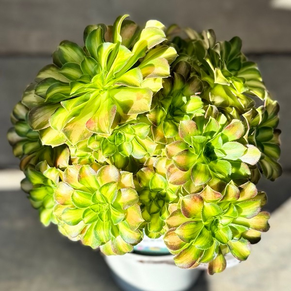 アエオニウム　韶華錦 観葉植物：アエオニウム 韶華錦*5号 ショウカニシキ | 観葉植物