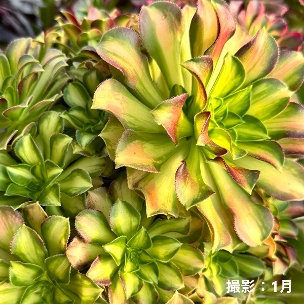 観葉植物：アエオニウム 韶華錦*5号 ショウカニシキ | 観葉植物