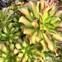 観葉植物：アエオニウム 韶華錦*5号 ショウカニシキ | 観葉植物