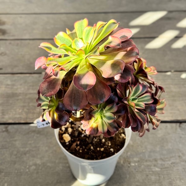 多肉植物アエオニウム錦❤️ グリーン.メデューサ❤️ 65#多肉植物アエオニウム錦❤️グリーン.メデューサ❤️1大頭7小頭20cm