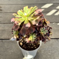 観葉植物：アエオニウム メデューサ錦*5号 メデューサ ニシキ | 観葉