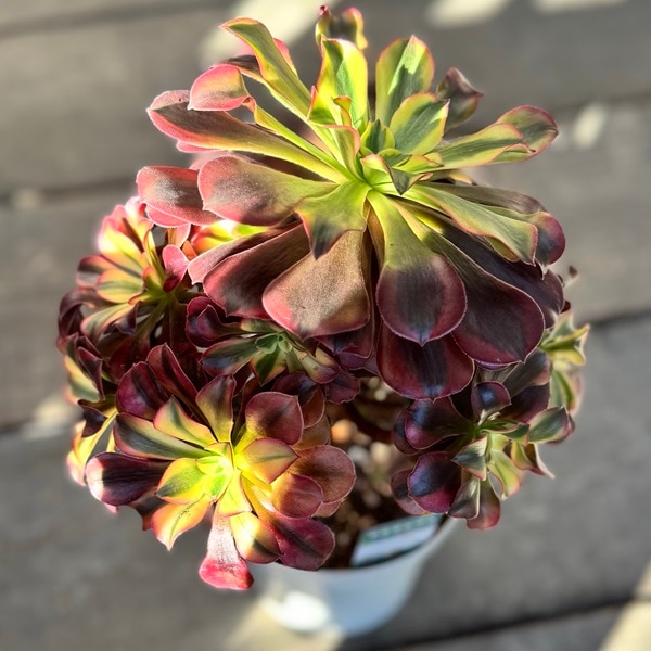 アエオニウム メデューサ綴化(黒美人) 巨大株 超美苗 コレクション商品