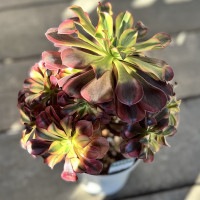 観葉植物：アエオニウム メデューサ錦*5号 メデューサ ニシキ | 観葉