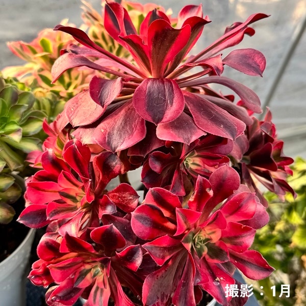 観葉植物：アエオニウム メデューサ錦*5号 メデューサ ニシキ | 観葉