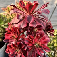 観葉植物：アエオニウム メデューサ錦*5号 メデューサ ニシキ | 観葉