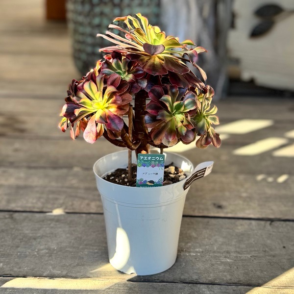 多肉植物アエオニウム錦❤️グリーン.メデューサ❤️ 状態図 多肉植物アエオニウム錦❤️ グリーン.メデューサ❤️ 多肉植物
