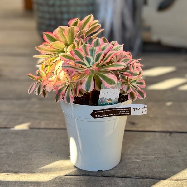 観葉植物：アエオニウム ピンクウィッチ*5号 | 観葉植物,ミディアム