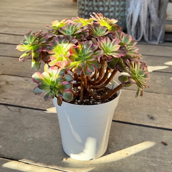 観葉植物：アエオニウム アンナ錦*5号 アンナニシキ | 観葉植物