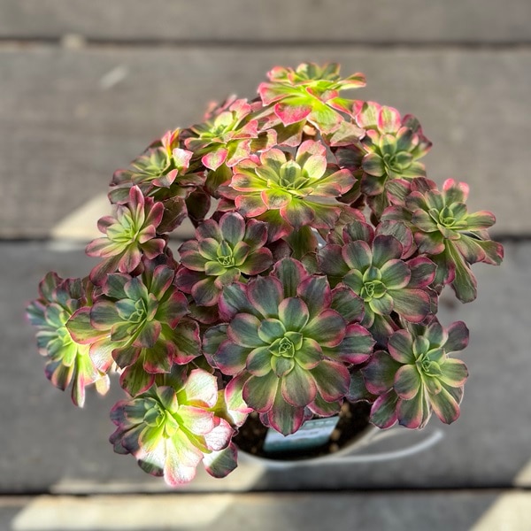 観葉植物：アエオニウム アンナ錦*5号 アンナニシキ | 観葉植物
