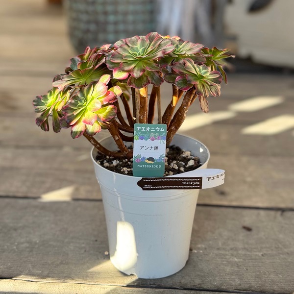 92#多肉植物アエオニウム錦❤️ アンナ錦❤️14頭21cm 鉢土付き出荷 92#多肉植物アエオニウム錦❤️ アンナ錦❤️14頭21cm 鉢土付き出荷 92