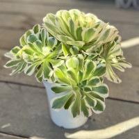 観葉植物：アエオニウム 白鳳錦*5号 ハクホウニシキ | 観葉植物