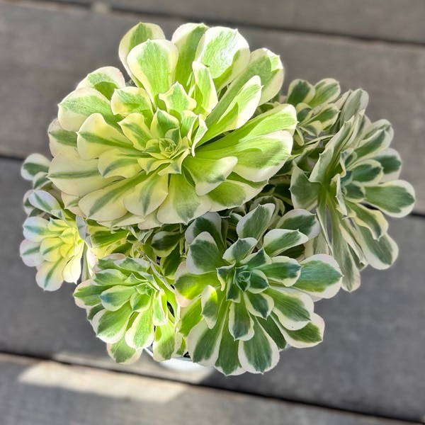 観葉植物：アエオニウム 白鳳錦*5号 ハクホウニシキ | 観葉植物