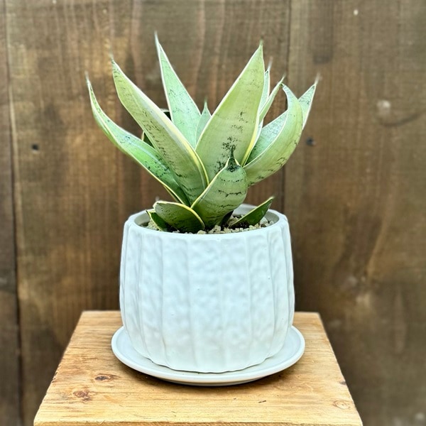 観葉植物 鉢色選べます：サンスベリア シルバーハニー 鉢植え 受皿付