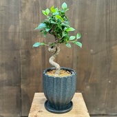 ���տ�ʪ ȭ�����٤ޤ���������ޥ� ȭ���� ������*���������� Ficus microcarpa