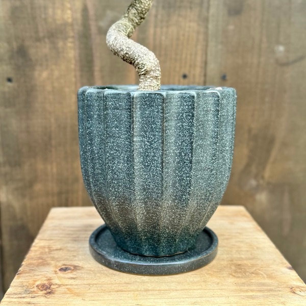 観葉植物 鉢色選べます：ガジュマル 鉢植え 受皿付*桐生砂飾り