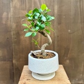 ���տ�ʪ��������ޥ� ȭ���� ������*���������� Ficus microcarpa