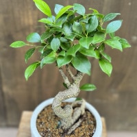 観葉植物：ガジュマル 鉢植え 受皿付*桐生砂飾り Ficus microcarpa