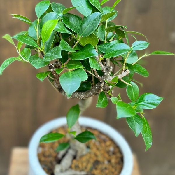 観葉植物：ガジュマル 鉢植え 受皿付*桐生砂飾り Ficus microcarpa