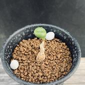 �����ǥå��������쥳�ɥ󡡥��ڥ꡼*����1��������ʡ����ʸ¤�