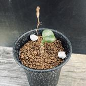 �����ǥå��������쥳�ɥ󡡥��ڥ꡼*����2��������ʡ����ʸ¤�