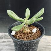 �����ǥå��������쥳�ɥ󡡥���ե쥦��*����6.5��������ʡ����ʸ¤�