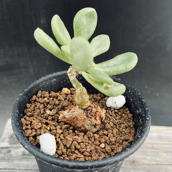 コーデックス：チレコドン スルフレウス*葉幅5.5cm 現品！一品限り