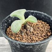 �����ǥå��������쥳�ɥ󡡥Υ�ƥ�*����4.5��������ʡ����ʸ¤�