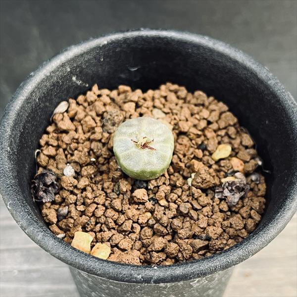 多肉植物：コノフィツム アンゲリカエ テトラゴナム*全幅1.5cm 現品