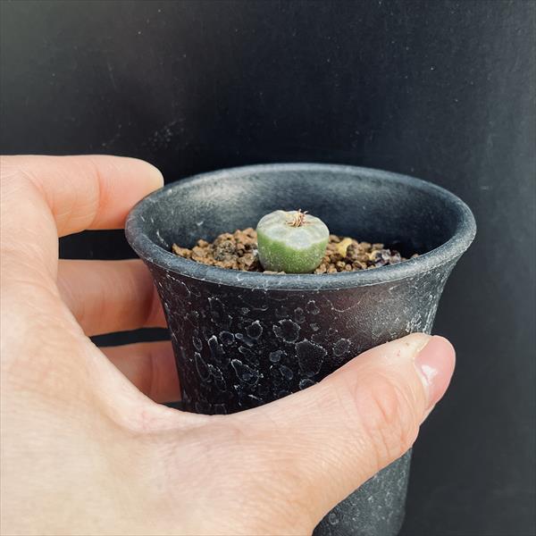 tetragonum DT7778 コノフィツム　テトラゴナム 多肉植物：コノフィツム アンゲリカエ テトラゴナム*全幅1.5cm 現品