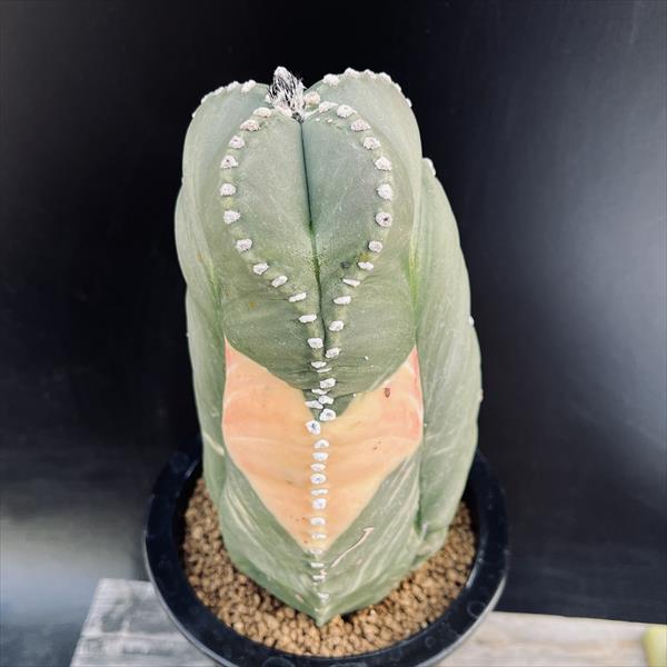 サボテン：アストロフィツム 三角碧瑠璃鸞鳳玉錦 実生*幅11cm 現品