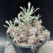 ���ò��������ǥå��������ȥ�ʡ���ȥ��륵*����15��������ʡ����ʸ¤�